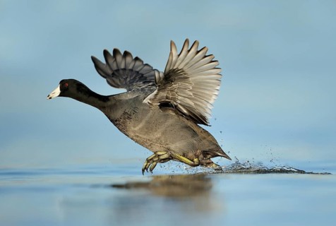 American Coot (Fulica americana), Texas, USA
