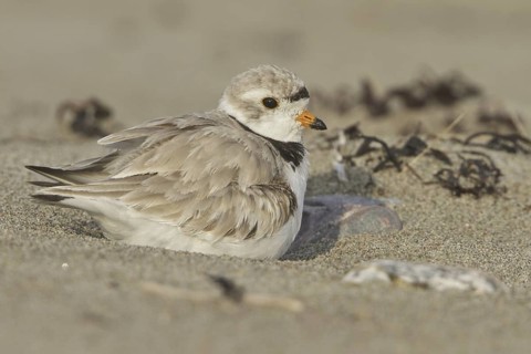 Piping Plover (Charadrius melodus), Newfoundland, Canada
