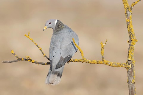 Band-tailed Pigeon (Patagioenas fasciata), California, USA