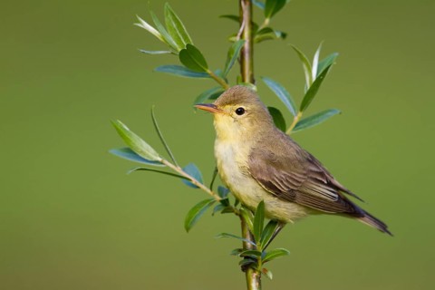Icterine Warbler (Hippolais icterina), Baden-Wuerttemberg, Germany