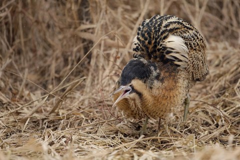 Eurasian Bittern (Botaurus stellaris) male, Nizhegorodskaya, Russia
