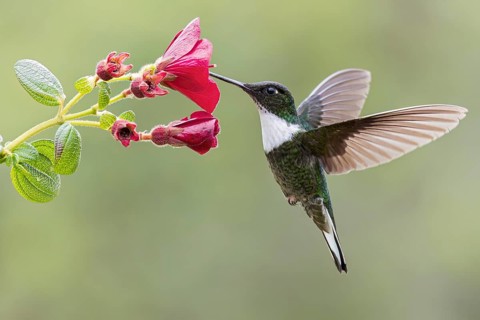 Collared Inca (Coeligena torquata) flying while feeding at a flower in Colombia, South America
