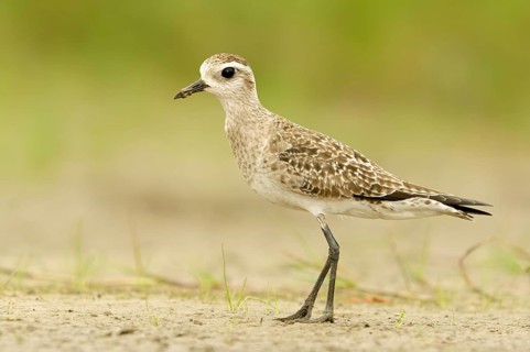 American Golden Plover (Pluvialis dominica), Alaska, USA