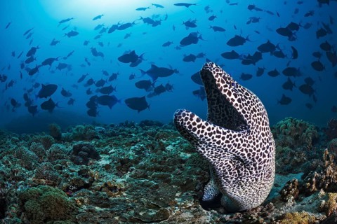 Große Netzmuräne, Gymnothorax favagineus, Rotzahn-Drückerfisch, Odonus niger Laced Moray,