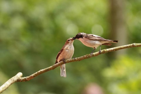 European Pied Flycatcher (Ficedula hypoleuca), Lower Saxony, Germany