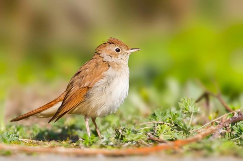 Common Nightingale (Luscinia megarhynchos), Baden-Wuerttemberg, Germany