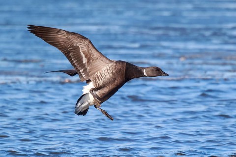 Brant Goose (Branta bernicla) landing, Netherlands
