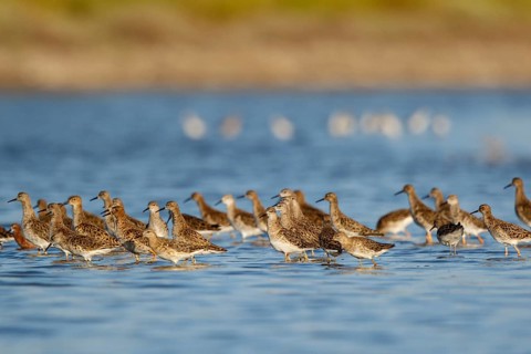 Ruff (Calidris pugnax) group foraging, Lesvos, Greece