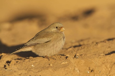 Trumpeter Finch (Bucanetes githagineus), Morocco