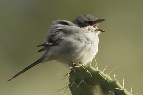Southern Grey Shrike (Lanius meridionalis), Morocco