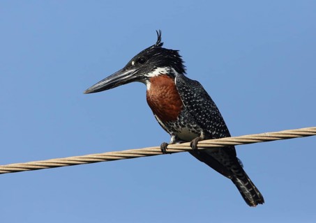 Giant Kingfisher (Megaceryle maxima), Gambia