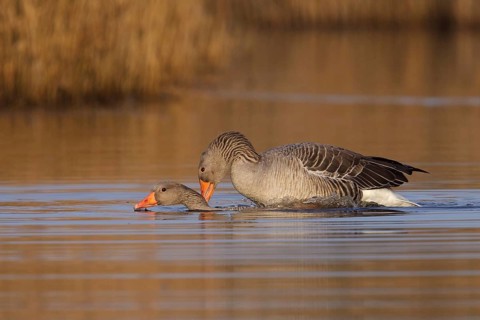 Greylag Goose (Anser anser) pair mating, Utrecht, Netherlands