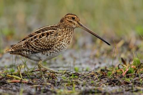 Noble Snipe (Gallinago nobilis) feeding in a lake in the Andes mountains in Colombia