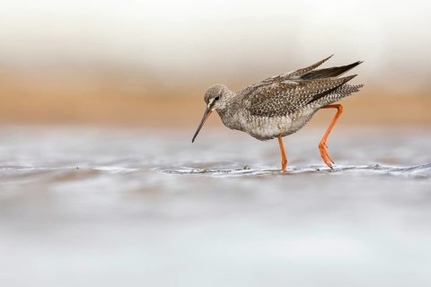 Spotted Redshank (Tringa erythropus) foraging, Poland