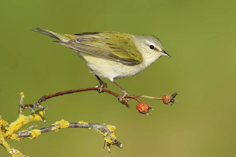 Tennessee Warbler (Leiothlypis peregrina), Texas, USA