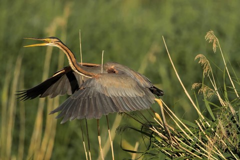 Purple Heron (Ardea purpurea) flying, Baden-Wuerttemberg, Germany
