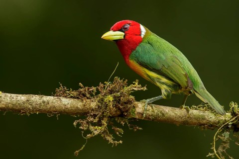 Red-headed Barbet (Eubucco bourcierii) perched on a branch in the Andes mountains of Colombia