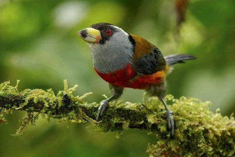 Toucan Barbet (Semnornis ramphastinus) perched on a branch in the Andes mountains of Colombia
