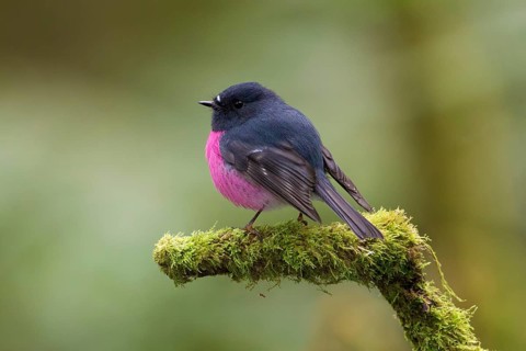 Pink Robin (Petroica rodinogaster) male perched on a mossy branch, Victoria, Australia