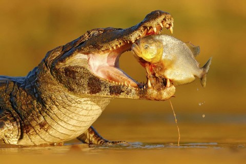 Caiman with piranha. Crocodile catch fish in river water, evening lightr. Yacare Caiman, crocodile