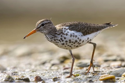 Spotted Sandpiper (Actitis macularius) foraging, North Rhine-Westphalia, Germany