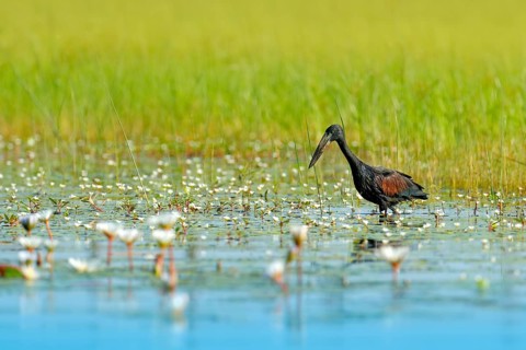 African Openbill, black large African stork. Bird with unusual bill useful to extract snails in