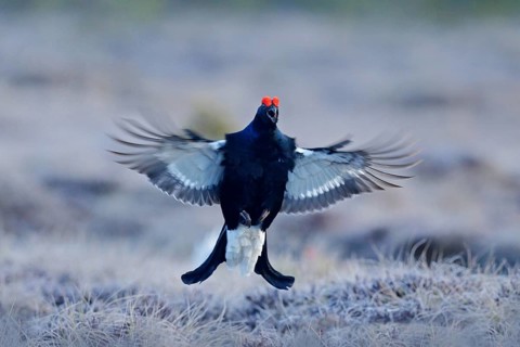 Black grouse on the pine tree. Nice bird Grouse, Tetrao tetrix, in marshland, Russia. Spring mating
