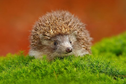 Hedgehog, Erinaceus europaeus, on a green moss at the forest, photo with wide angle. Hedgehog in