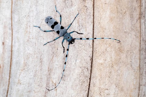 Rosalia Longicorn (Rosalia alpina) close-up on tree trunk, Bavaria, Germany