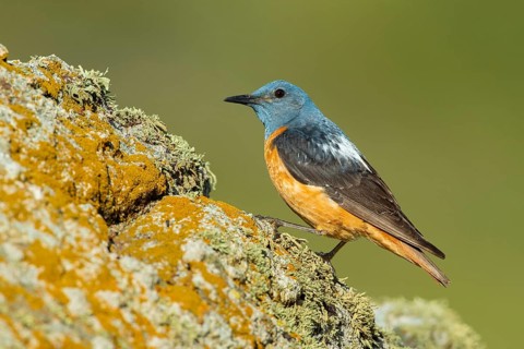 Common Rock Thrush (Monticola saxatilis) male perched on a rock, Castile and Leon, Spain