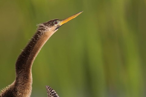 Anhinga (Anhinga anhinga), Florida, USA