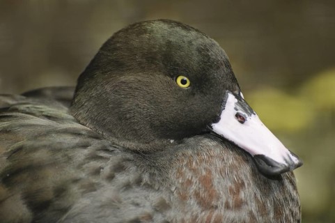 Blue Duck (Hymenolaimus malacorhynchos), New Zealand