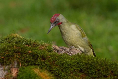 European Green Woodpecker (Picus viridis), adult male perched on a tree, Castilla Leon, Spain