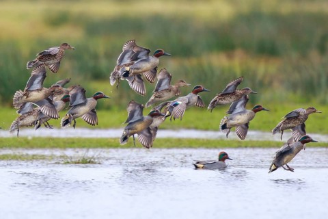 Eurasian Teal (Anas crecca) group landing, North Rhine-Westphalia, Germany