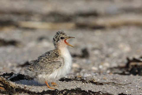 Little Tern (Sternula albifrons) calling chick, Lower Saxony, Germany