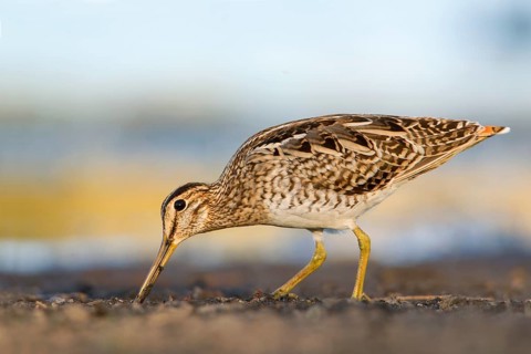 Latham's Snipe (Gallinago hardwickii) foraging, Victoria, Australia