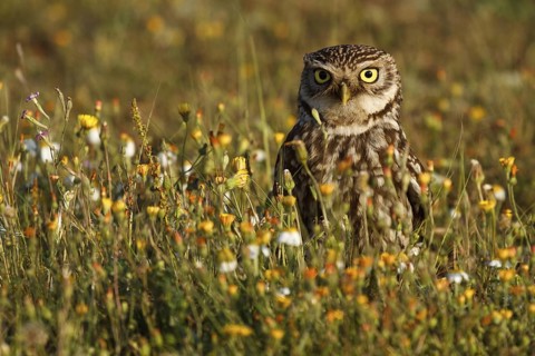 Little Owl (Athene noctua), Seville, Spain