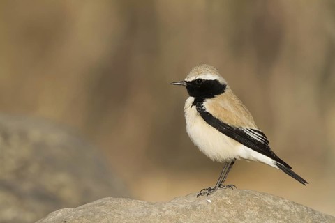 Desert Wheatear (Oenanthe deserti), Oman