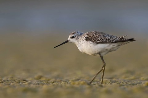 Marsh Sandpiper (Tringa stagnatilis), Oman