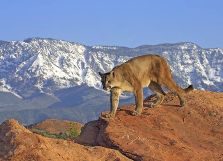 Mountain Lion (Puma concolor) male patrols the highlands, Utah, USA