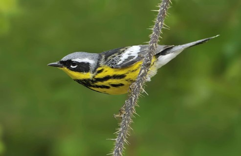 Magnolia Warbler (Setophaga magnolia), Alberta, Canada