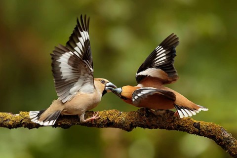Appelvink man vecht met vrouw, Hawfinch male fighting with female