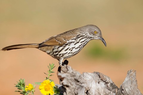 Long-billed Thrasher (Toxostoma longirostre), Texas, USA