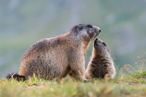 Alpine Marmot (Marmota marmota) adult with young, High Tauern National Park, Carinthia, Austria