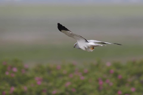 Kornweihe; lat. Circus cyaneus; adultes Männchen im Flug; sich umdrehend; über Dünenfuß mit