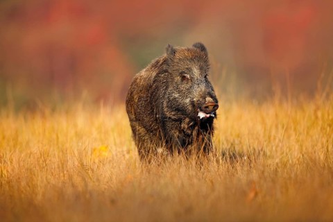 Big Wild boar, Sus scrofa, running in the grass meadow, red autumn forest in background
