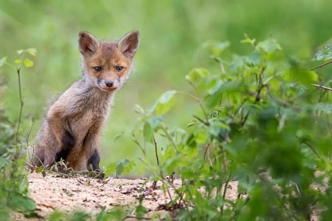 Red Fox (Vulpes vulpes) puppy sitting in front of den, Saxony-Anhalt, Germany