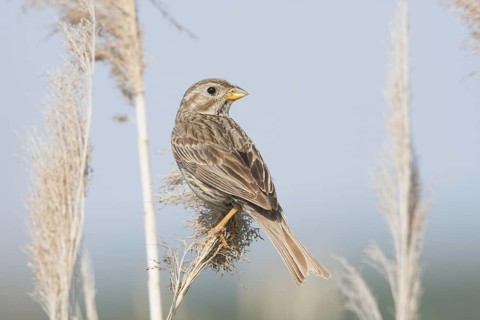 Corn Bunting - Grauammer - Miliaria calandra ssp. calandra, Croatia, adult