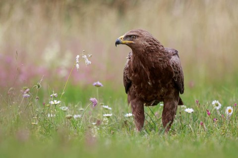 Lesser Spotted Eagle (Clanga pomarina) on grassland, Poland