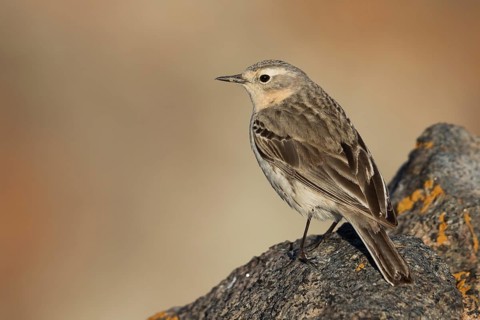 Water Pipit - Bergpieper - Anthus spinoletta ssp. blakistoni, Kyrgyzstan, adult